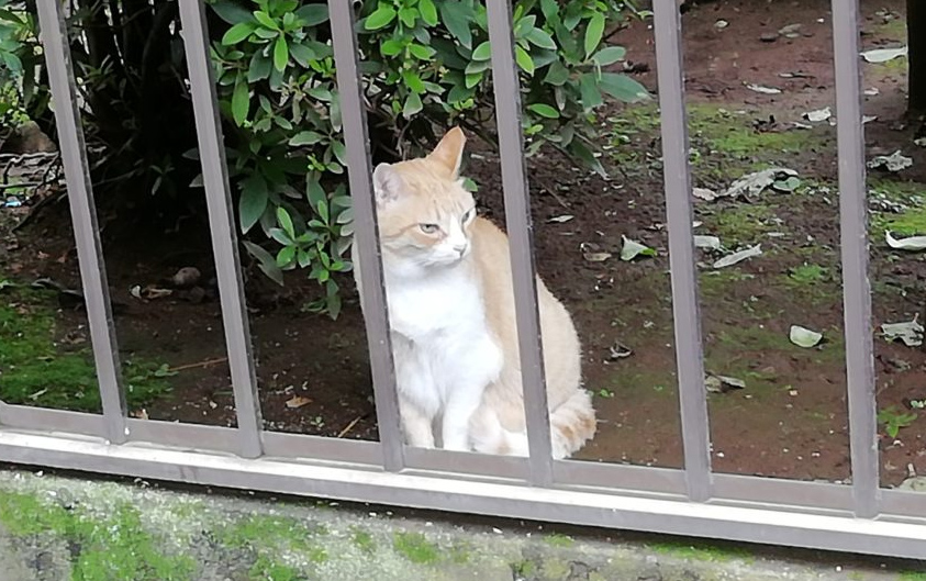 近所の猫