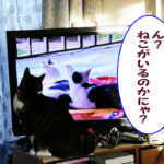 テレビに映る猫を気にする大福丸