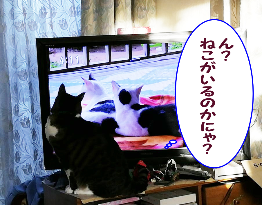 テレビに映る猫を気にする大福丸